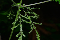 Urtica thunbergiana