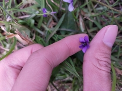 Viola confusa