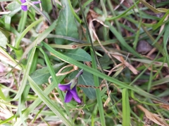 Viola confusa