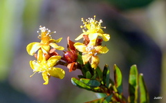 Hypericum cistifolium
