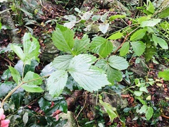 Cyphostemma hypoleucum