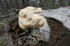 Fuligo septica candida