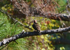 Colaptes auratus auratus