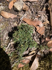 Coprosma nitida