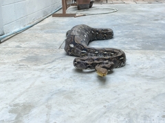 Malayopython reticulatus
