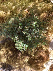 Coprosma nitida