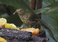 Saltator striatipectus