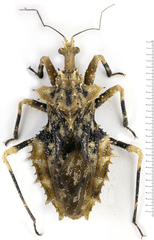 Neocentrocnemis signoreti