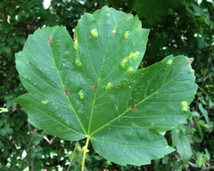 Aceria pseudoplatani
