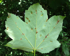 Aceria pseudoplatani