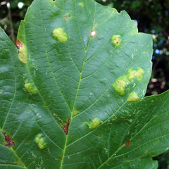Aceria pseudoplatani