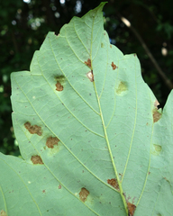 Aceria pseudoplatani