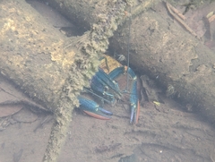 Cherax quadricarinatus