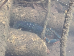 Cherax quadricarinatus