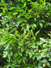 Cryptocarya laevigata