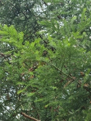 Araucaria cunninghamii