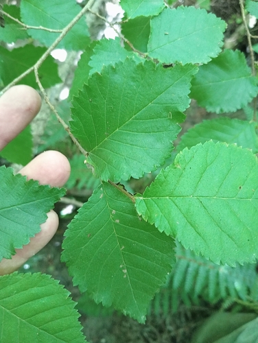 Dutch elm (Ulmus ×)