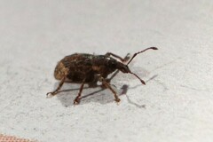 Chalepistes aequalis