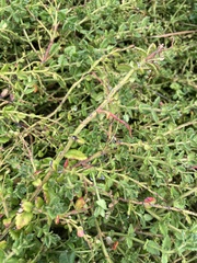 Gonocarpus teucrioides