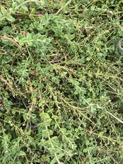 Gonocarpus teucrioides