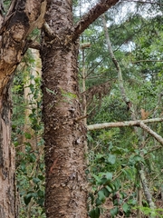 Araucaria cunninghamii