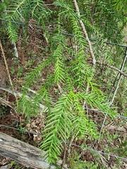 Araucaria cunninghamii
