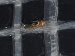 Hieromantis ephodophora