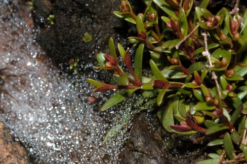 Linderniella pulchella image