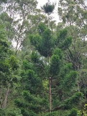 Araucaria cunninghamii