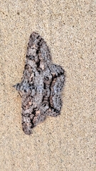 Didymoctenia exsuperata