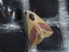 Eublemma cochylioides