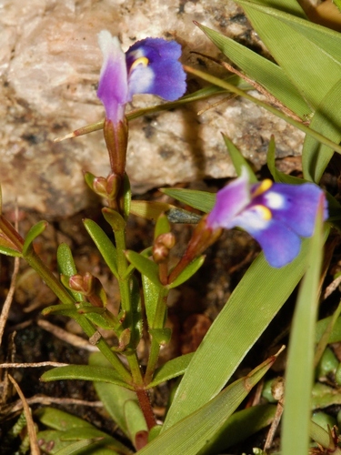 Linderniella pulchella image