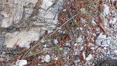 Allium heldreichii