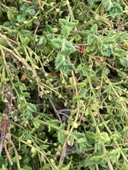 Gonocarpus teucrioides