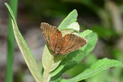 Chrysolarentia cataphaea