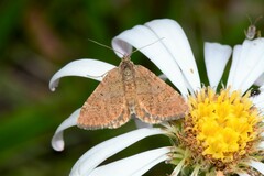 Chrysolarentia cataphaea