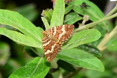 Chrysolarentia polycarpa