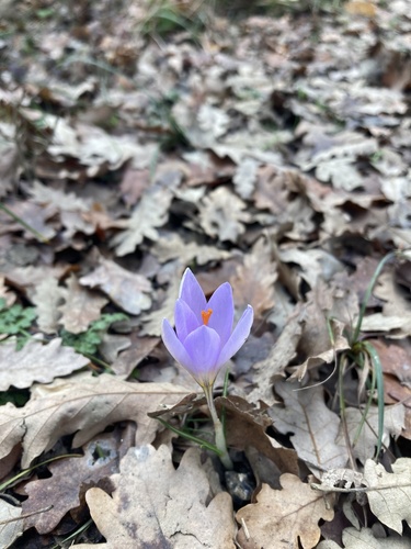 Crocus etruscus, photograph 3