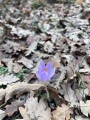 Crocus etruscus, photograph (c) Nicholas Moray Williams, some rights reserved (CC BY)