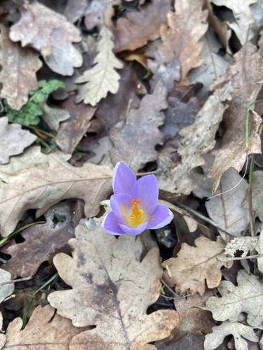 Crocus etruscus, photograph 4