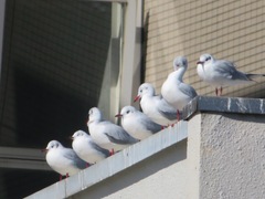 Chroicocephalus ridibundus