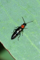 Carphurus cyanopterus