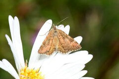 Chrysolarentia cataphaea