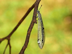 Bandidus canifrons