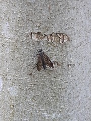Rhagio