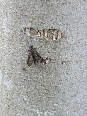 Rhagio