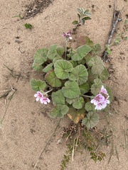 Pelargonium australe