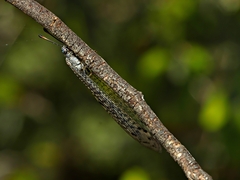 Bandidus canifrons