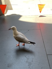 Chroicocephalus novaehollandiae