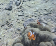 Amphiprion